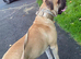 Mastiff mix