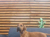 Rhodesian ridgeback looking for their forever homes