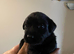 Black Labrador retriever KC REGISTERED