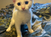 Beautiful white kitten