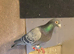Racing pigeons for sale