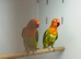 Love birds