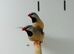 Long-tailed Finch