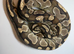 Various royal pythons for sale
