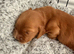 Cocker puppies ready on 12th August