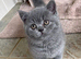 BSH Kittens