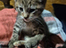 4 kittens ready for adoption