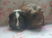 Beautiful pair of girls one cornet, one smooth guinea pigs