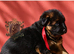LONGHAIRED SHOW TYPE GSD PUPPIES KC DNA TESTED PARENTS