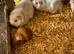 BABY AND YOUNG ADULT FEMALE GUINEA PIGS