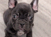 French bulldog girls