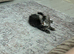 2 male kittens for sale