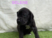 great dane puppies