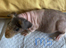 Skinny pig baby boys