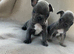 French bulldog puppys
