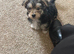 Male morkie