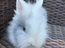 Lionhead bunnies