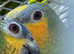 Baby oranged winged