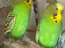 Lovely bonded pair