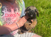 Border terrier boy