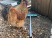 Silkie cockerels