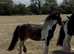 Coloured gelding 11hh