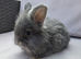 Teddywidder bunnies ready to go now