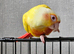 Hand reared lutino conure