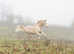 Must Sell, Sensible Offers Please. Arabian pb CREMELLO Stallion
