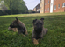 German shepherd puppies