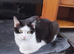 9 month neutered male kitten,very friendly