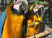 Blue and gold macaws