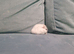 A winter white Russian dwarf hamster
