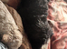 Beautiful cockapoo male