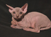 Sphynx kittens with 5 generation certificate