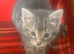 For Sale Three Gorgeous Grey Tabby Kittens