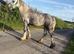 Gary ride and drive mare