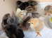 Day old unsexed chickens