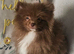 READY TO LEAVE NOW KC BOY POMERANIAN