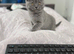2 Male British Shorthairs Available for sale