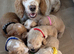 Champagne Cockapoo