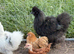 Mix of silkies