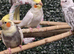 Lovely healthy cockatiels available