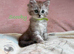Absolutely beautiful Persian/ragdoll Kittens Persian