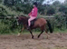 Tottie 11 hh 4 year old welsh type Gelding Will make top LR / First ridden pc all rounder