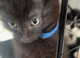 2 black male kittens, 1 black and white female ready to go