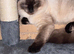 Female ragdoll kitten