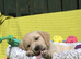 3 PUPPIES LEFT Litter of Golden Retriver puppies