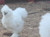 Young bearded silkies