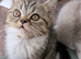Exotic kitten ready now